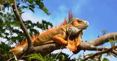 Things To Do Palo verde.jpg